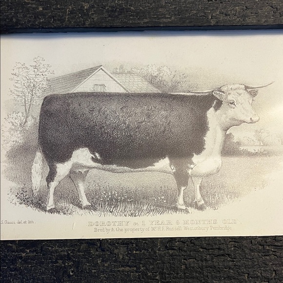 Framed Vintage Cow Illustration - Picture 2 of 3